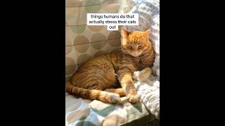 Things That Secretly Stress Your Cat #CatCare #CatLovers #KnowYourCat #pacagen #ad #cat #kitten
