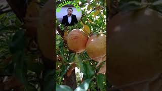 H.z Ömer R.a Ve Kız Kardeşi Fatma