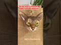 how to make your own pendant? #diy #custom #woolencraft #cat #puppy #art #pendant #pets #cute