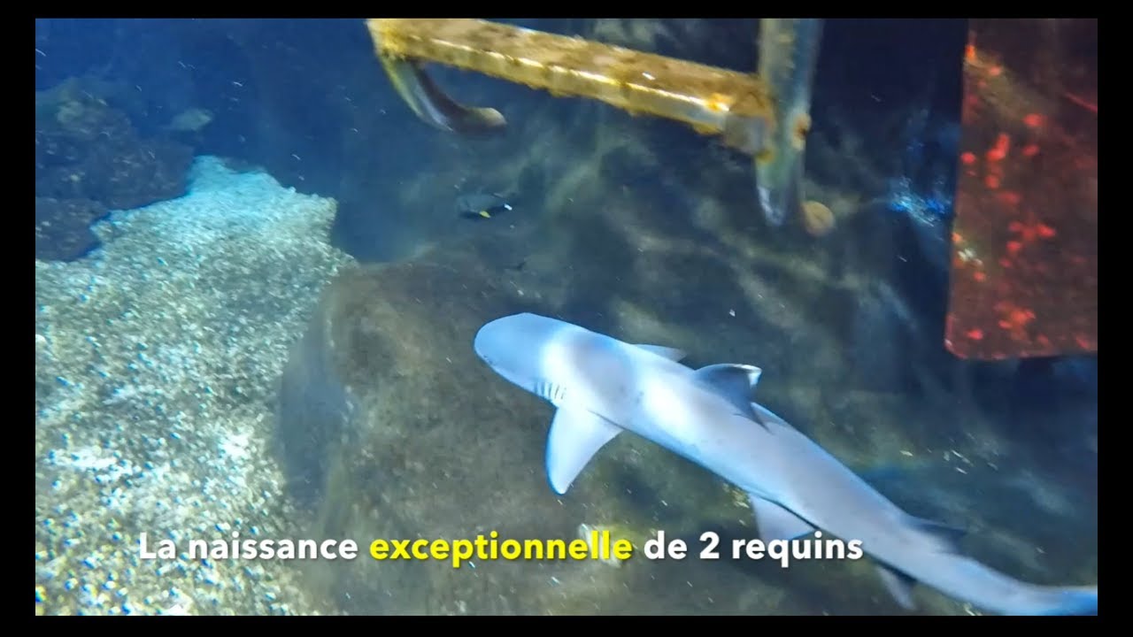 Requin Pointes Noires Taille Description Biotope Habitat Reproduction