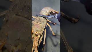 #fishing #eels #crab #deepsea #nature #beach #diving #catchthesea #seafood #lobster #nemo