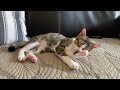 Domestic Short Hair Kitten For Adoption - 4 Months, Benny Meow from Kuala Lumpur , Kuala Lumpur