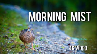 Morning Mist in Alaska | Peaceful 4K Nature Film with Wildlife & Soft Music screenshot 5