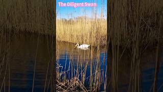 The Diligent Swan,#leiden,#holland,#netherland,#life,#travel,#city,#swan