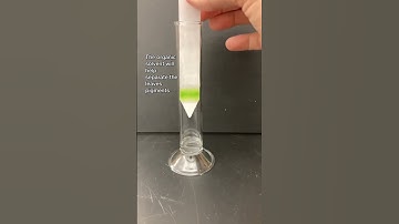 THE HIDDEN COLORS WITHIN A GREEN LEAF #shorts #photosynthesis #biology #chromatography #chlorophyll