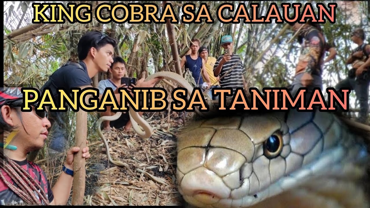 KING COBRA GUSTO NILANG PATAYIN AT KAININ #cobraking #cobraprince #tolcobra #cristurkz