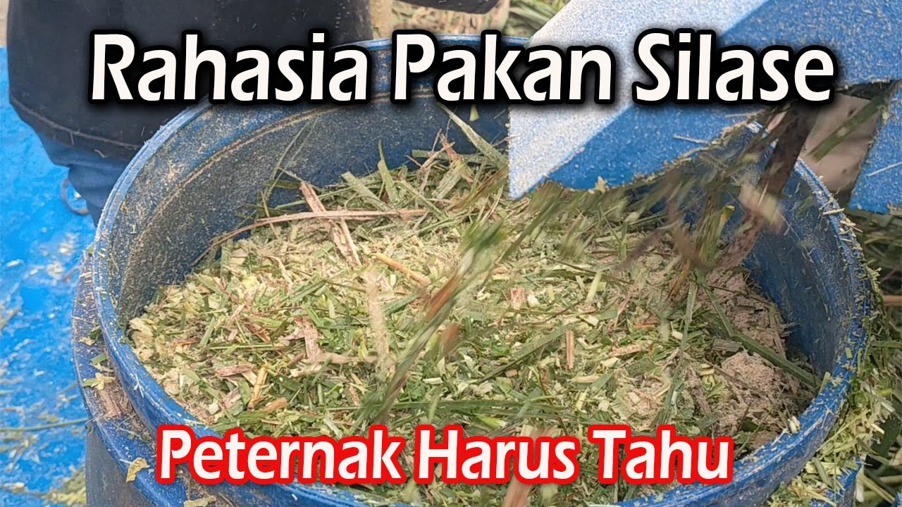 Rahasia Pakan Silase, Semua Peternak Harus Mengetahuinya
