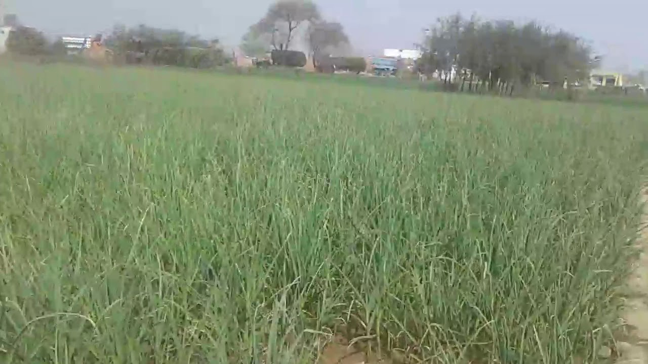 garlic growing in pakistan Desi Garlic farming Highest profrtable