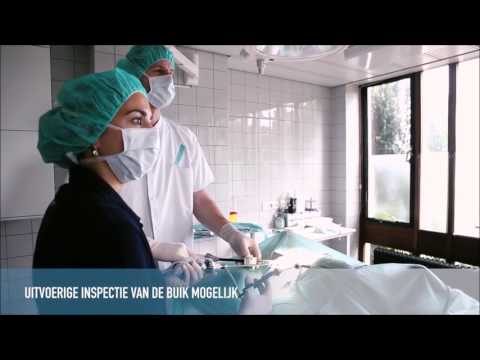 Video: Hoe Kun Je Zien Of Een Huisdier Is Gesteriliseerd Of Niet?