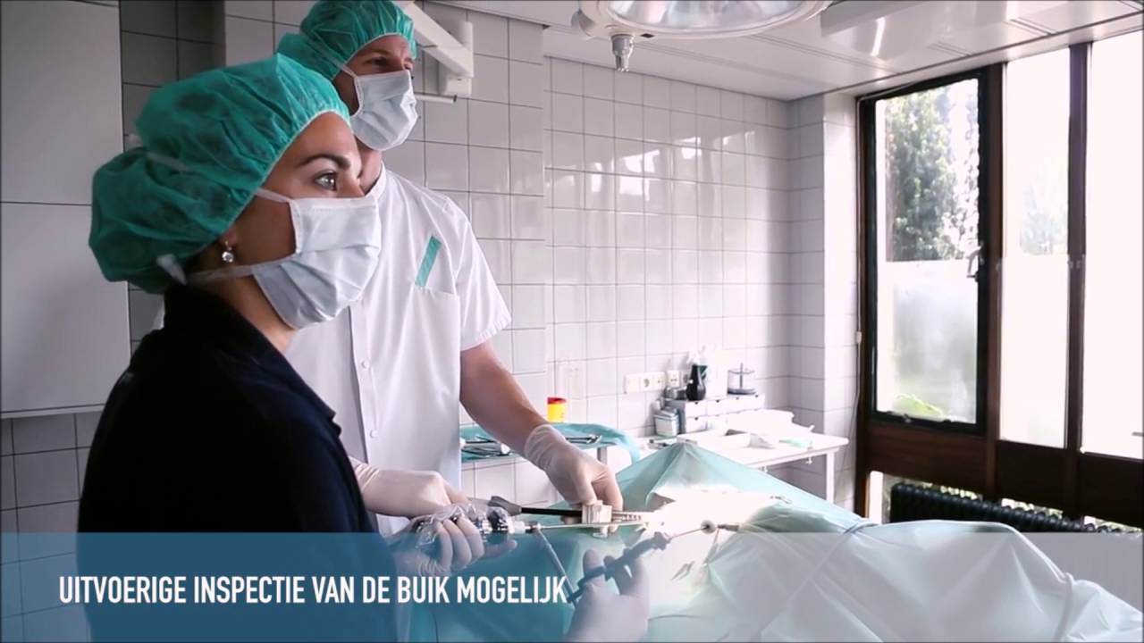 Laparoscopische sterilisatie bij de hond - YouTube
