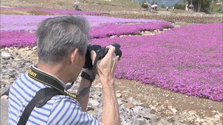 標高1358ｍの｢天空の花回廊｣ 茶臼山高原が一面ピンクに スキー場のゲレンデで「芝桜」約40万株が見頃 愛知・豊根村