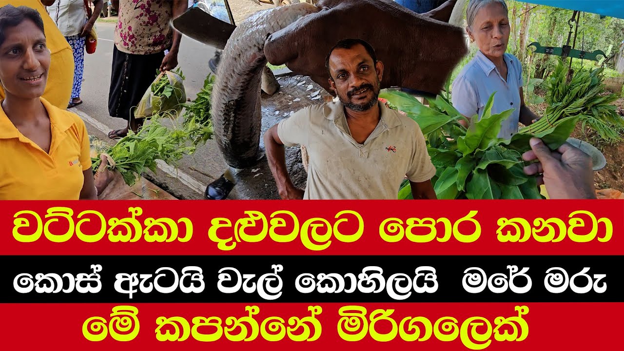වට්ටක්කා දළුවලට පොර කනවා | කොස් ඇටයි වැල් කොහිලයි  මරේ මරු | මේ කපන්නේ මිරිගලෙක්
