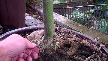 Burlap tied plantings