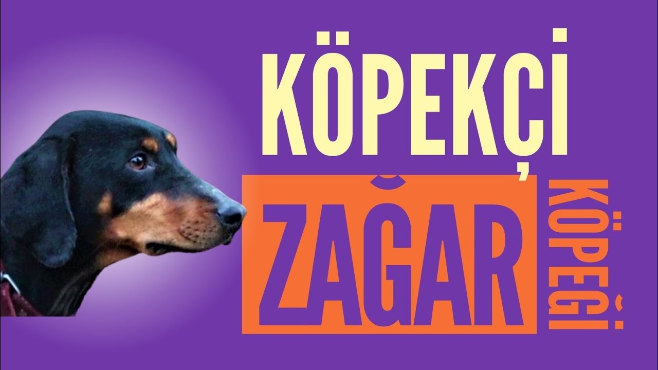 KÖPEKÇİ | ZAĞAR CİNSİNİN ÖZELLİKLERİ