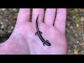 Canadian Salamander - Fr. Mark Goring, CC