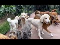 The Ultimate Guide to Dog Socialization at Our Training Center | Balanced Obedience Online and Oahu