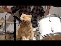 Cats  amp  dogs singing with their owners – Funny and cute animal compilation