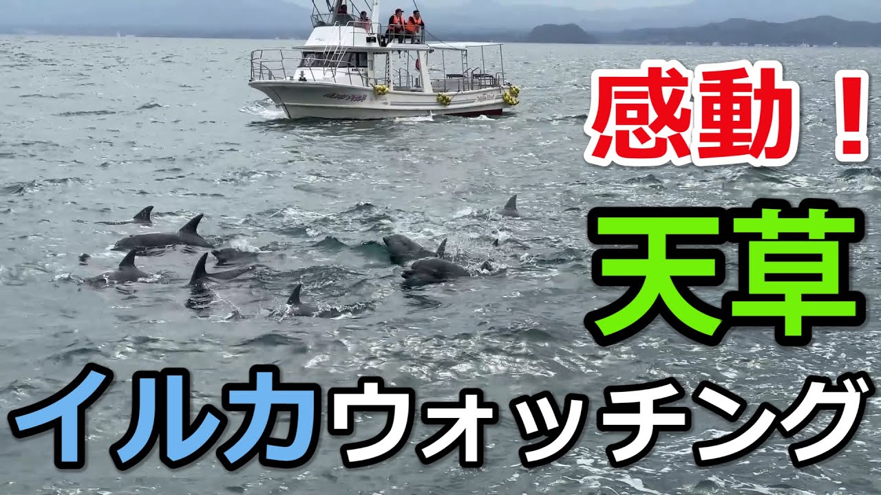 【行った気になれる】天草イルカウォッチング