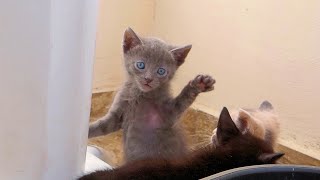 How Little Kittens Play Together For The First Time