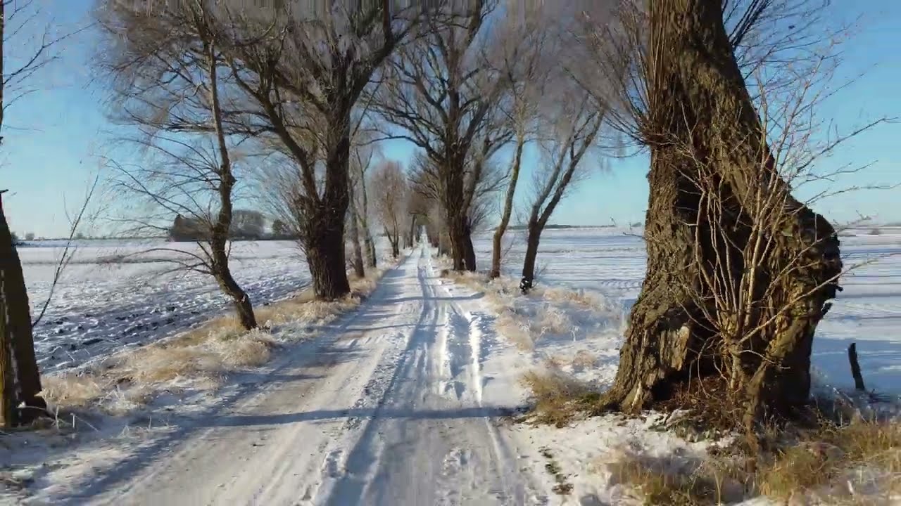 Flying between the trees DJI Mini 2 Drone