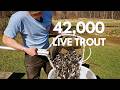 How We Moved 42,000 LIVE Trout By Hand!