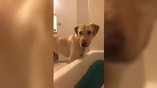 The Dog Is Talking Back