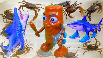 Kem Ốc Chanel ra đồng bắt cá, cua, trê cọp ngày mưa bão. Cá mập bắt tung tung sahur ngoài đời thực.