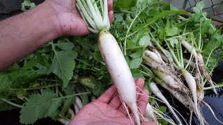 How to grow daikon (mooli) | sowing, growing & harvesting daikon | allotment - shokher bagan