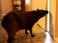 Capybara Opening Doors