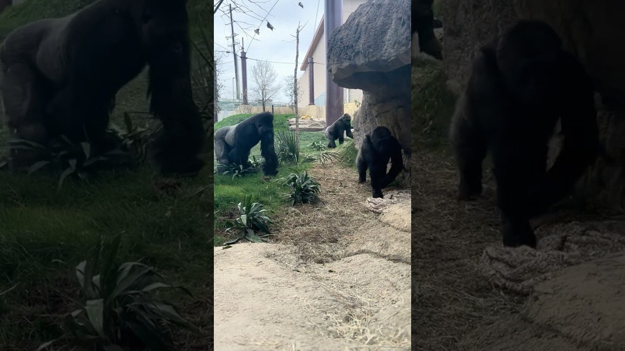 Gorilla Family at San Antonio Zoo 