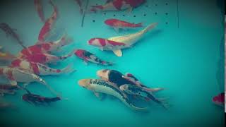 Koi Selekciniai Karpiai Is Izraelio 2019 05 03