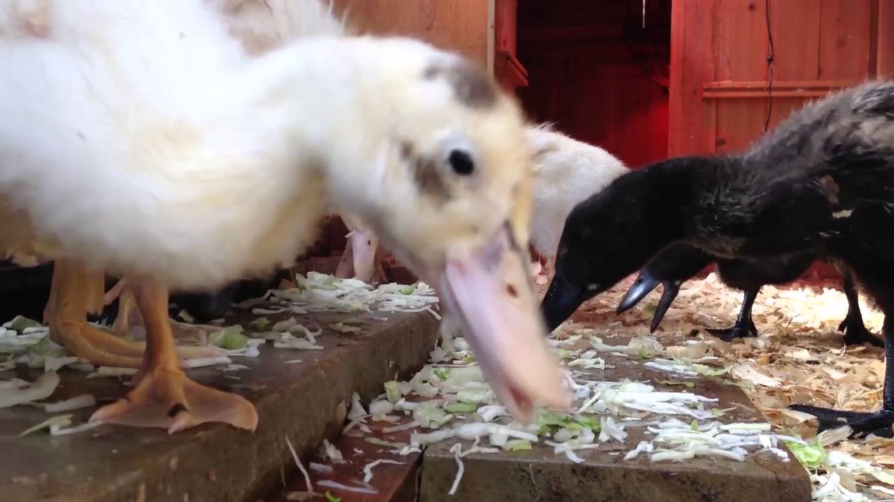Our Ducklings Enjoying Lettuce Time! YouTube