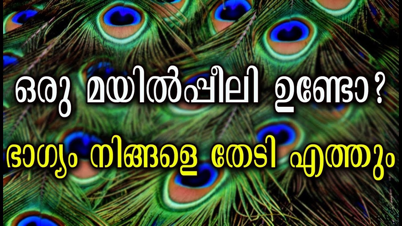 ഒരു മയിൽപ്പീലി ഉണ്ടോ? ഭാഗ്യം നിങ്ങളെ തേടി എത്തും | How to attract good luck | Tips and tricks top movies on netflix