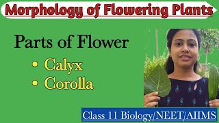 Parts of Flower | Calyx | Corolla | Ch-5 Morphology of Flowering Plants | Class 11 Biology/NEET