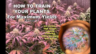 How to Grow Weed Easy, Training Techniques to Maximize Harvests, LST HST Super Cropping and more!