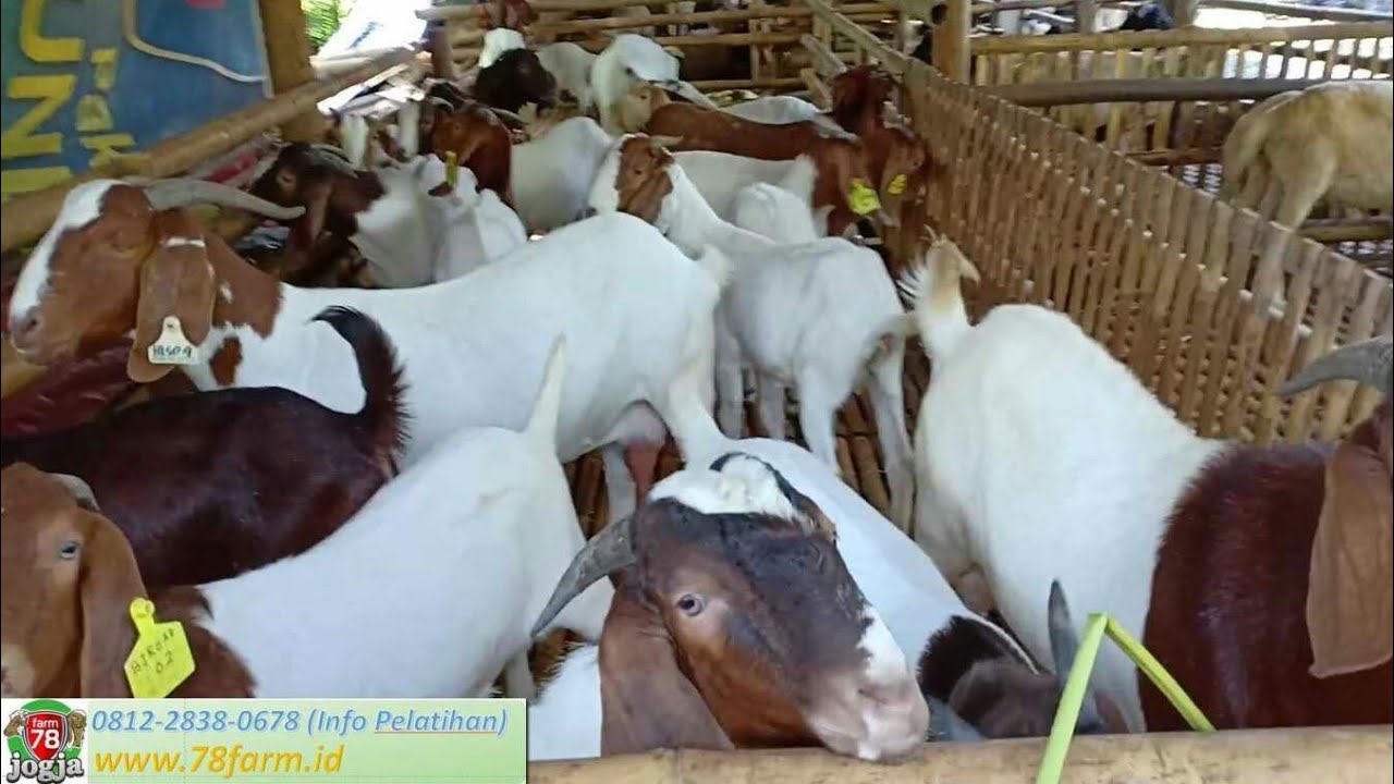 Ternak Kambing Agar Tidak Bau 