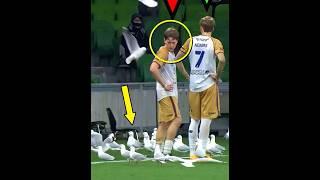 Animals vs Players + HIM