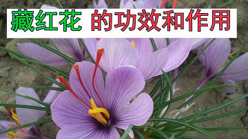 紅花口紅 Youtube
