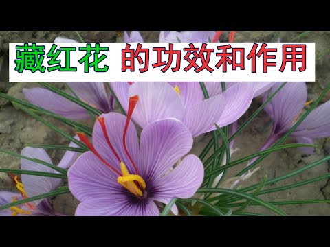 藏红花的功效和作用？藏红花泡水禁忌！