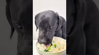 Big-eating pup, amazing eating speed#funny #dogs #fyp #pets #animals