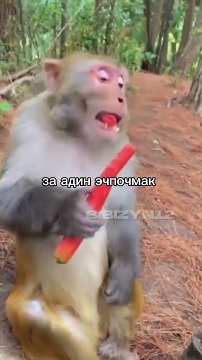 Эчпочмак с горячим чаем #прикол #memes #мем #смешно #рофл #подсказка ...