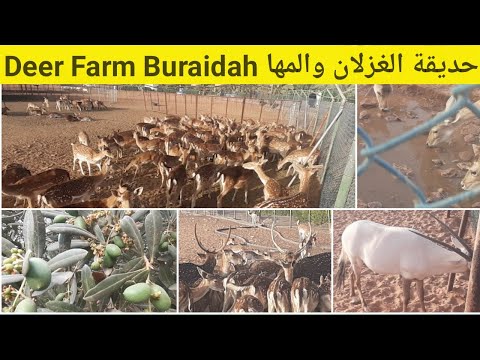         حديقة الغزلان والمها