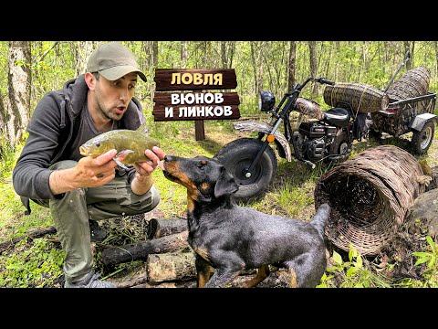 Видео: Ловля вьюнов и линков на верши Сделал прицеп к мини байку