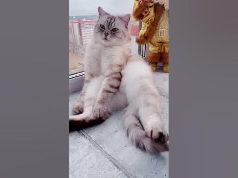 Почему котик закрывает глаза. - YouTube