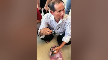 Kĩ thuật cho sinh sản nhân tạo cá sặc rằng ( part 1 )