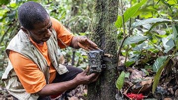 Camera Trap Distance Sampling (CTDS) - how to set up a survey #SWMProgramme