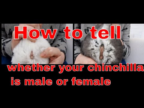 Video: How To Distinguish Chinchillas By Gender