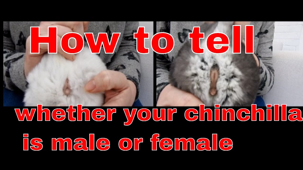 Is Your Chinchilla A Male Or Female? How To Tell The Sex Of Your Chinchilla.