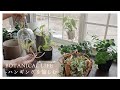 ハンギングに合うおすすめ植物5選とアイテムの紹介|マクラメ作り