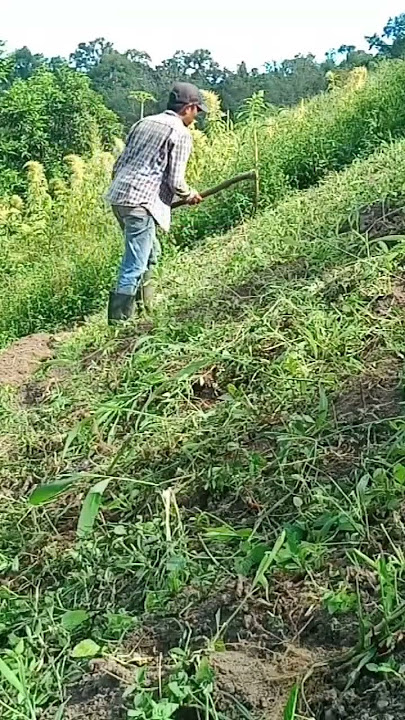 pembuatan terasering di lahan miring #shots #lahanmiring #caberawit #petanicabe